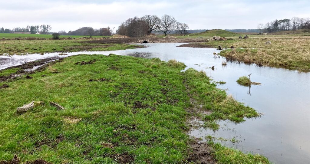 Våtmark i Selickebäcken