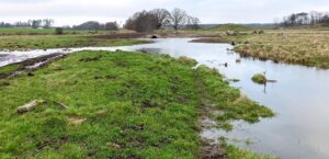 Våtmark i Selickebäcken