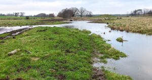 Våtmark i Selickebäcken