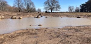 LONA-våtmark i betesmark i Segesholmsåns avrinningsområde. Foto: Jenny Söderstedt