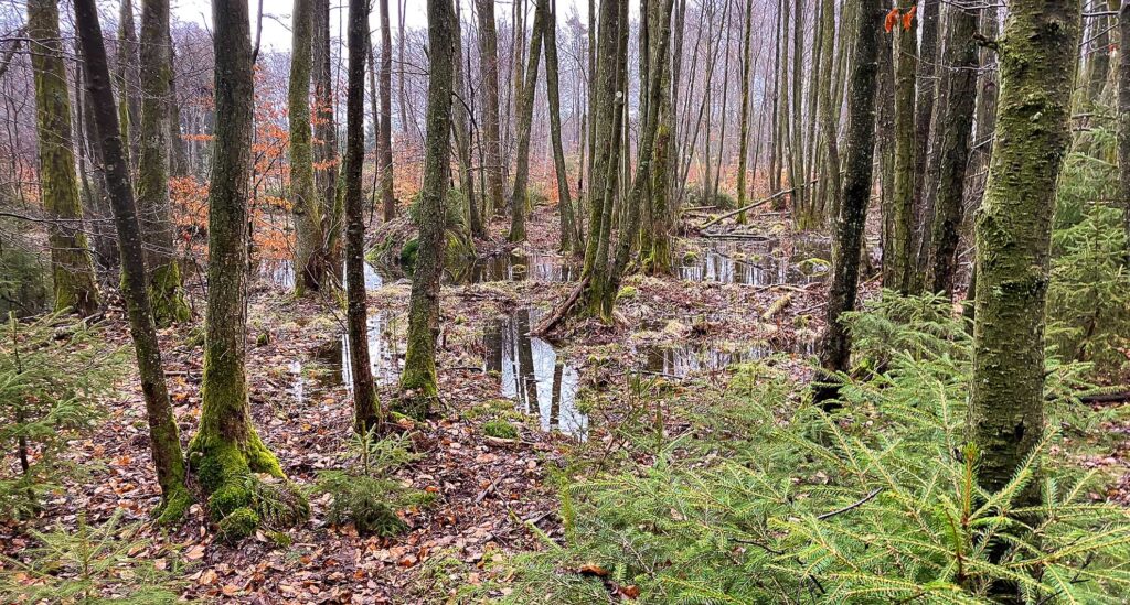 LONA-våtmarksprojekt i skogsmark